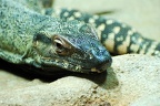 tierpark 09 (4653 Besuche) tierpark 09