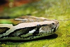 tierpark 15