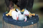 tierpark 32