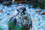 tierpark 42 (3636 Besuche) tierpark 42