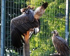 tierpark 46 (4016 Besuche) tierpark 46