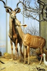 museum koenig 25