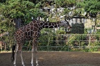 zoo koeln 016