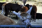 zoo koeln 041