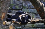 zoo koeln 064