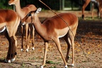 zoo koeln 119
