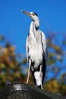 zoo koeln 145