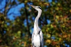 zoo koeln 147