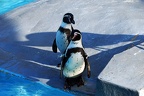 zoo koeln 157