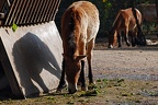 zoo koeln 160