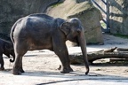 zoo koeln 167