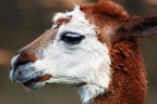 zoo koeln 174