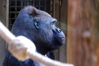 zoo koeln 179