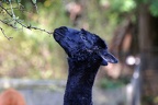 zoo koeln 178