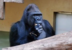 zoo koeln 181