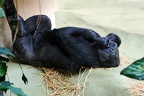 zoo koeln 184 (3061 gweladenn) zoo koeln 184