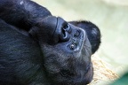 zoo koeln 186 (2871 Besuche) zoo koeln 186