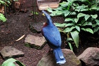 zoo koeln 195 (2937 Besuche) zoo koeln 195