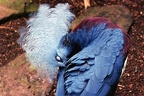 zoo koeln 200