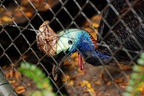 zoo koeln 213 (2920 visits) zoo koeln 213