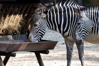 zoo koeln 215 (2805 посещения) zoo koeln 215