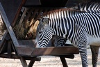 zoo koeln 217 (2865 Besuche) zoo koeln 217