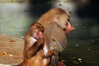 zoo koeln 221