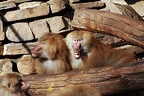 zoo koeln 224 (2825 Besuche) zoo koeln 224