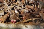 zoo koeln 233 (2475 Besuche) zoo koeln 233