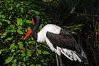 zoo koeln 242 (2230 Besuche) zoo koeln 242