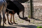 zoo koeln 244