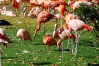 zoo koeln 264