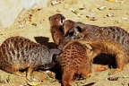 zoo koeln 277