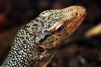zoo koeln 301