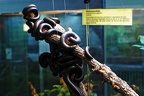 zoo koeln 322