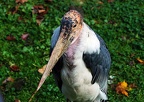 zoo koeln 323
