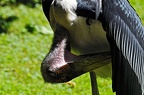 zoo koeln ii 013