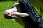 zoo koeln ii 015