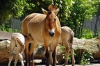zoo koeln ii 035 (3374 Besuche) zoo koeln ii 035