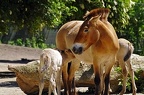 zoo koeln ii 034