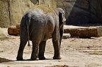 zoo koeln ii 042
