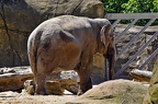 zoo koeln ii 047 (2988 Besuche) zoo koeln ii 047