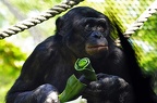 zoo koeln ii 055