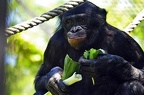 zoo koeln ii 059