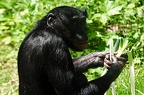 zoo koeln ii 061