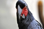 zoo koeln ii 068