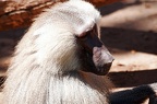zoo koeln ii 070