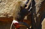 zoo koeln ii 078 (2871 Besuche) zoo koeln ii 078