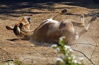 zoo koeln ii 111