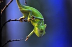 zoo koeln ii 118